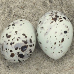 Least tern eggs