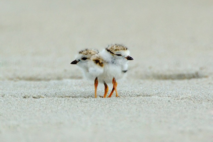 Piping Plover Chicks