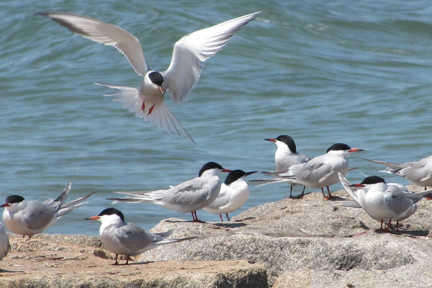 Tern Landing