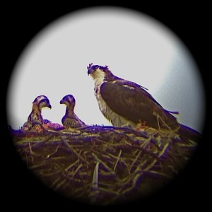 Osprey adult and two chicks on big nest