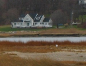 Snowy owl in distance