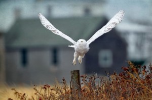 Snowy owl flying from fence post.