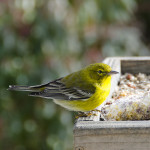 Lovely pine warbler captured in the eponymous Pinehills by Jim Smith.