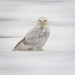 During the day, two snowy owls were spotted. This one was photographed by John Galluzo.