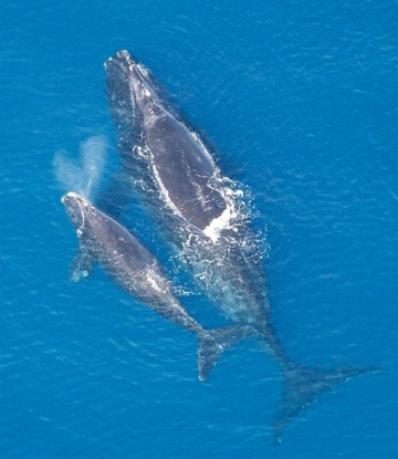 Right whale mother and calf in blue ocean