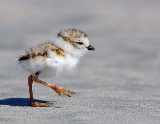 Piping plover chick