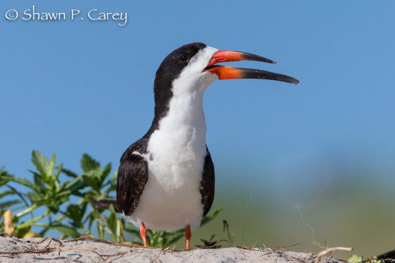 Black Skimmer keeping watch from the top of a dune.