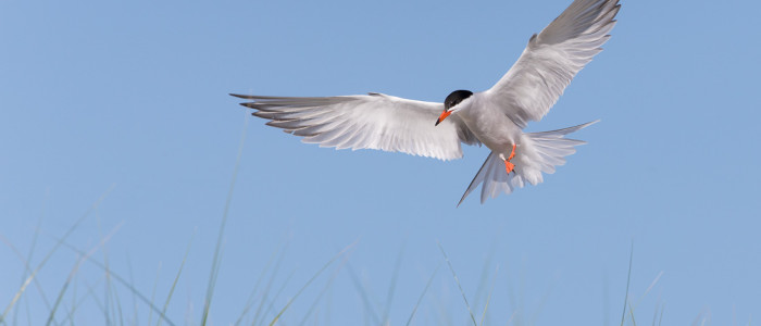 Common Tern flying at Plymouth Long Beach