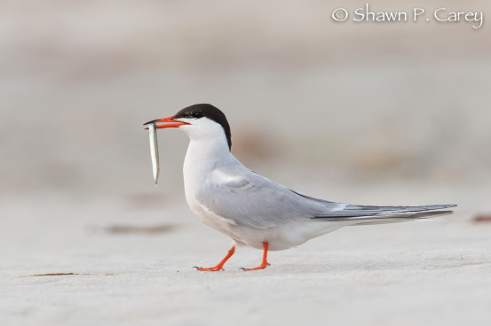 Common Tern with fish for its young. Photo by Shawn Carey.