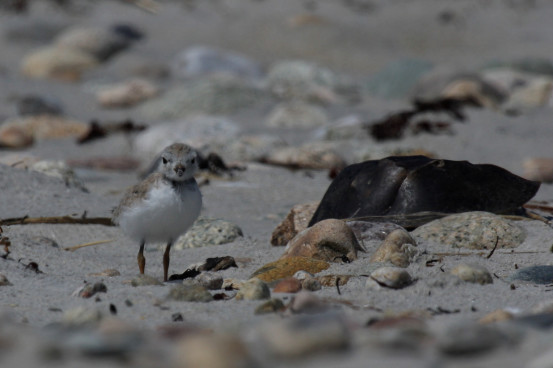 Piping Plover chick. Photo by Shiloh Schulte