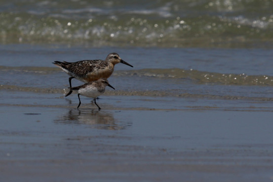 A Red Knot and a Semipalmated Sandpiper striding side by side offers a good chance to compare them. Photo by Shiloh Schulte