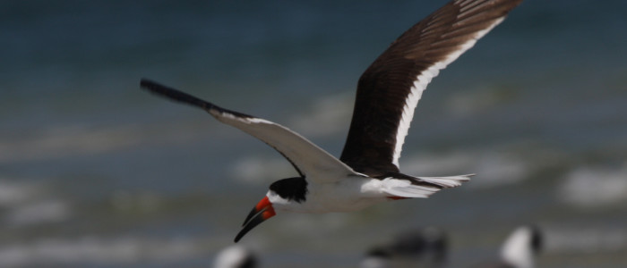 Black Skimmer flying