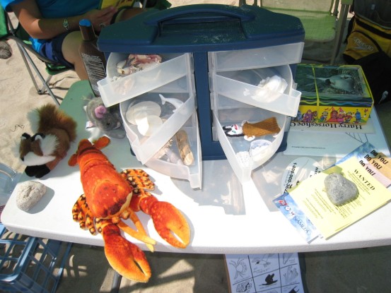 Nature's Treasure Chest holds many beach-y artifacts to see and touch.