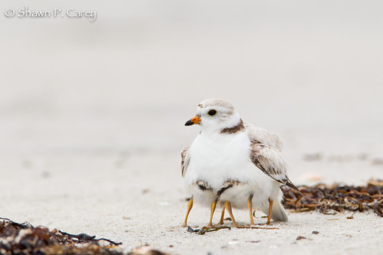 Piping plover and chicks