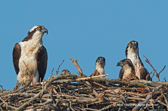 Osprey family relaxes together in their nest. Photo by Andy Todzia.