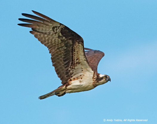 Adult osprey circling warily. Photo by Andy Todzia.