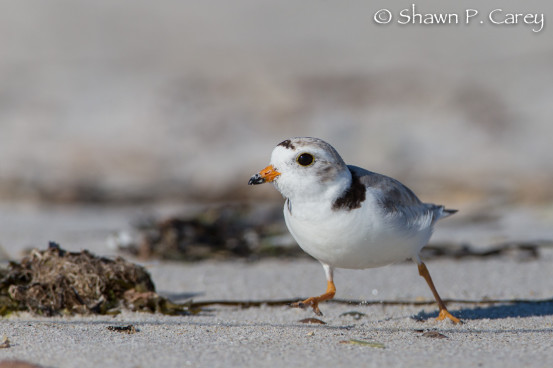 Adult Piping Plover scanning the wrack and sand for invertebrates to eat.