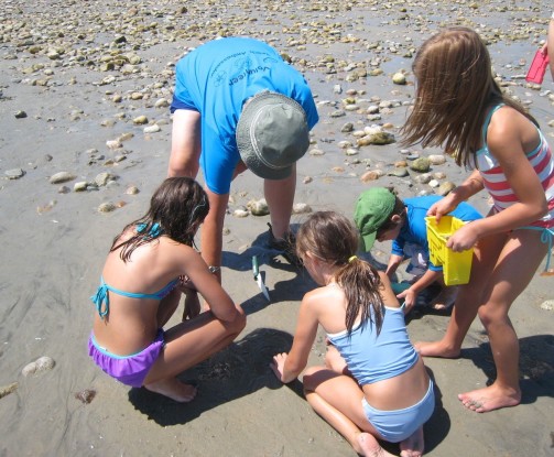 Discover what creatures are hiding in and on the sand.