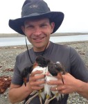 Shiloh Schulte with newly banded American Oystercatcher chicks. Photo by Meredith Morehouse.