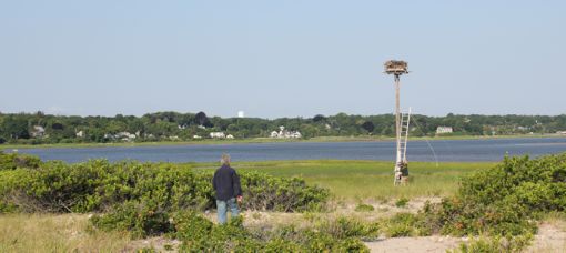 Intrigued onlookers ask Norm questions as they get a close up look at an osprey chick.