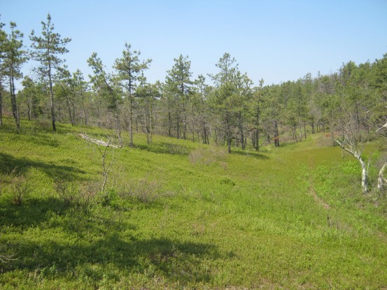 After a prescribed fire in Myles Standish State Forest, plants benefit from an influx of nutrients and light.