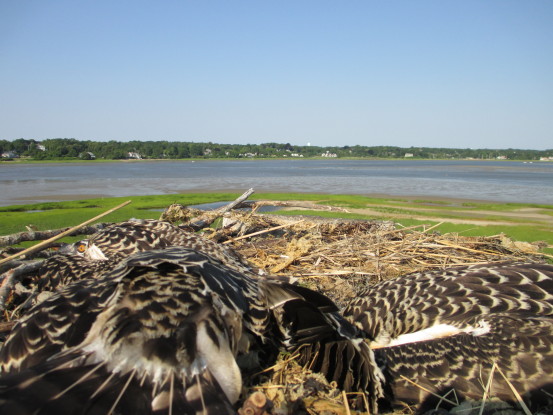 view from nest by Cole Gustin