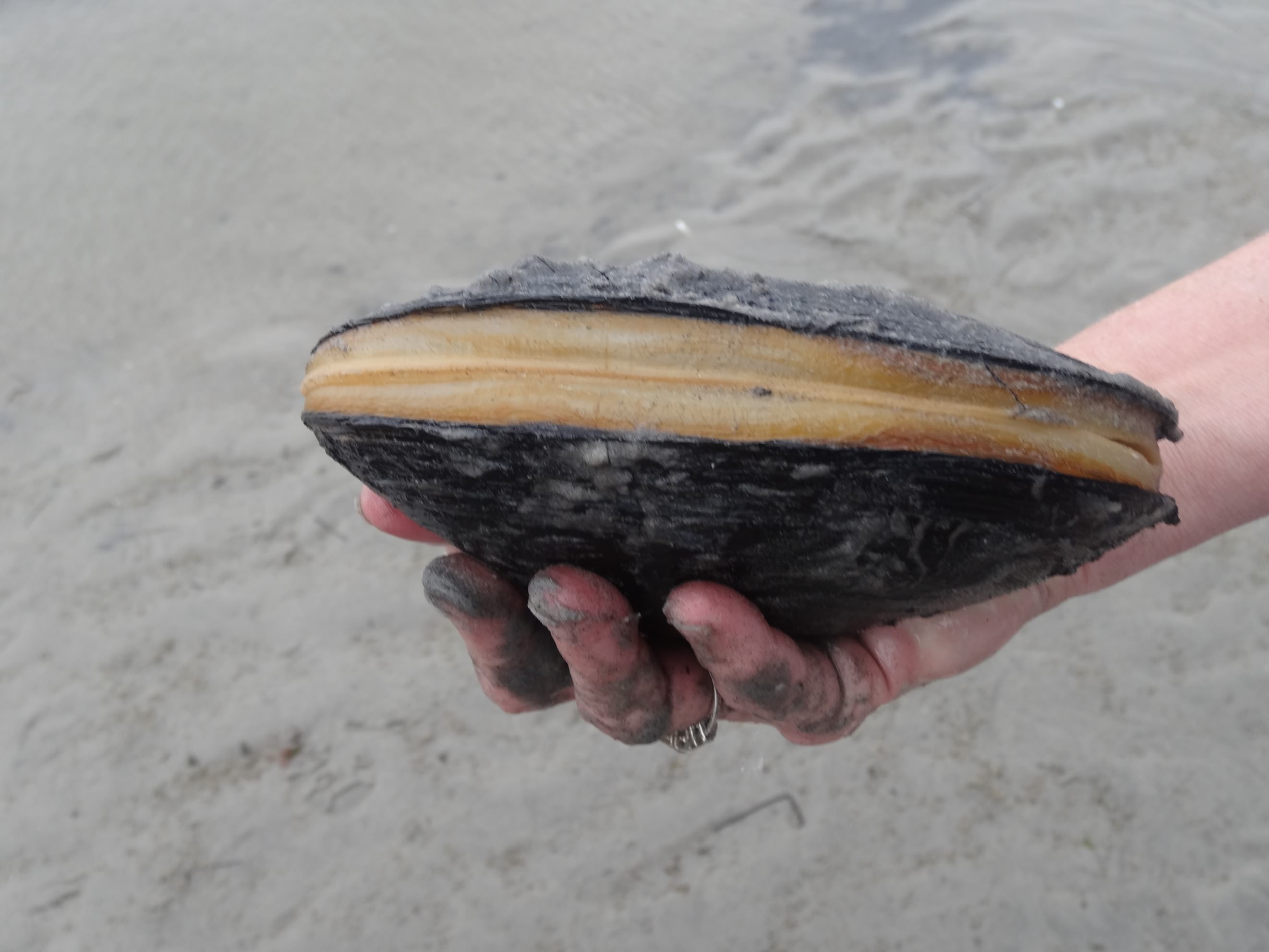 Giant Clam Meat