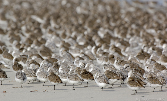 JFF4319 Mixed Shorebird Flock Fall Beach