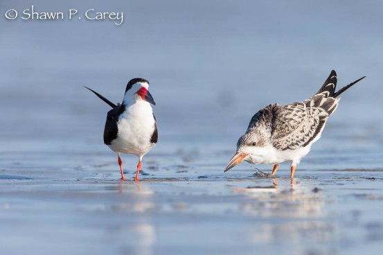 Black skimmers raised two chicks on Long Beach. On the left is an adult, on the right, a chick.