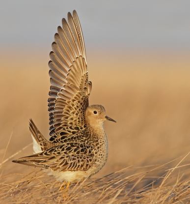 Buff-breasted sandpiper displaying. Photo credit: Ian Davies