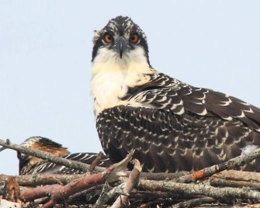 Visitors watched osprey through a spotting scope. And, the osprey watched back!