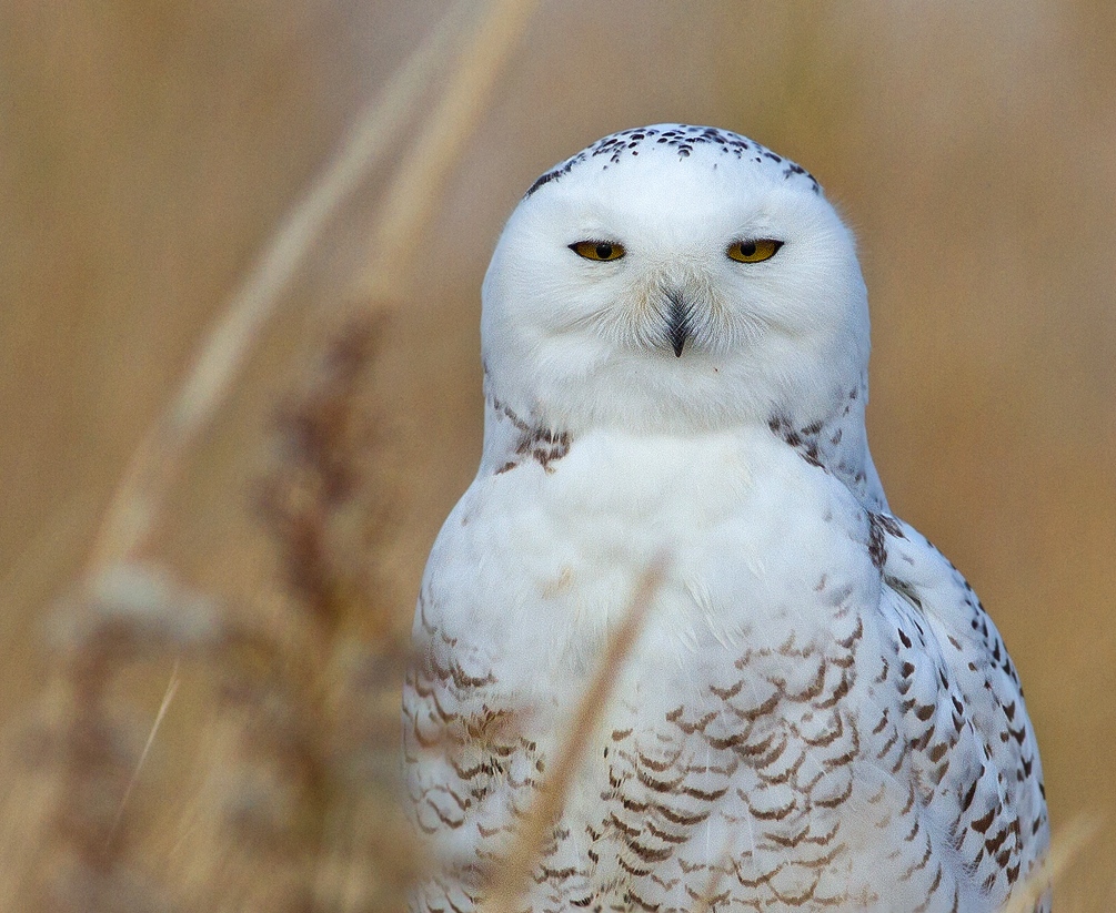 New Year’s Day Long Beach Snowy Owl Prowl Goldenrod Foundation Blog