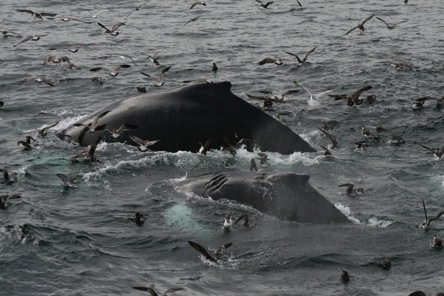 Humpback whales feeding