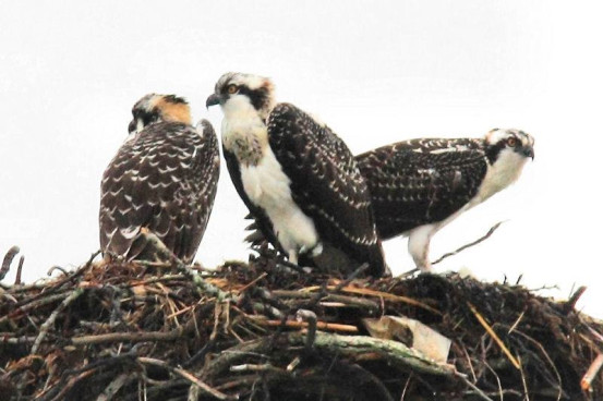 Plymouth Osprey on their nest. Photo credit: Gene Harriman