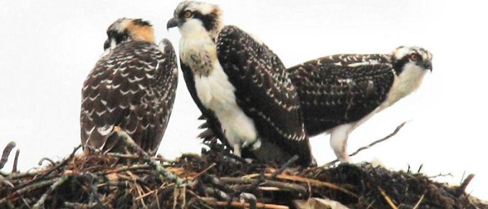 Plymouth Osprey on their nest. Photo credit: Gene Harriman