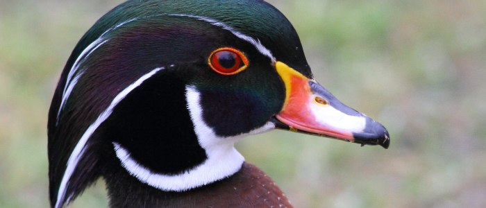 Wood duck by Sean Williams