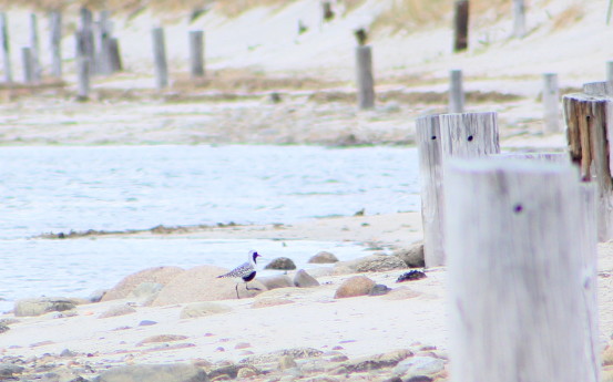 A well-fed Black-bellied Plover will fly another 3,000 miles from Plymouth to its breeding grounds in the Arctic. Photo by M. Copson