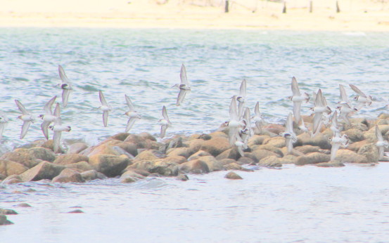 Shorebirds in flight make a gorgeous tableau. Photo by M. Copson