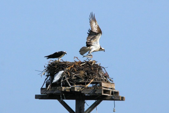 Osprey pair at Long Beach. Photo by Gene Harriman