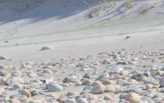 Well camouflaged Least Terns and Piping Plover are sitting on their nests and incubating eggs. Can you find them? Photo by M. Copson