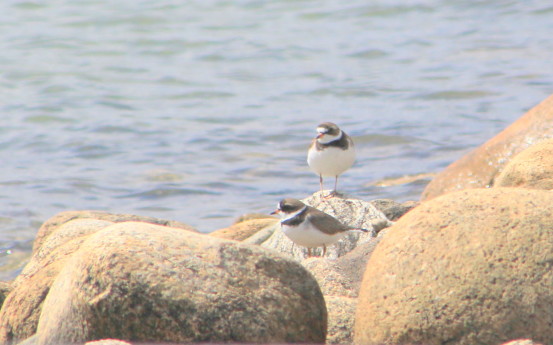 Semipalmated Plovers loaf on the rocks. Plymouth Beach and the surrounding area comprise an important migration stopover spot for them and many other shorebirds. Photo by M. Copson