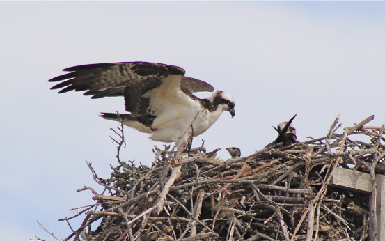 Osprey nest with chick and parent