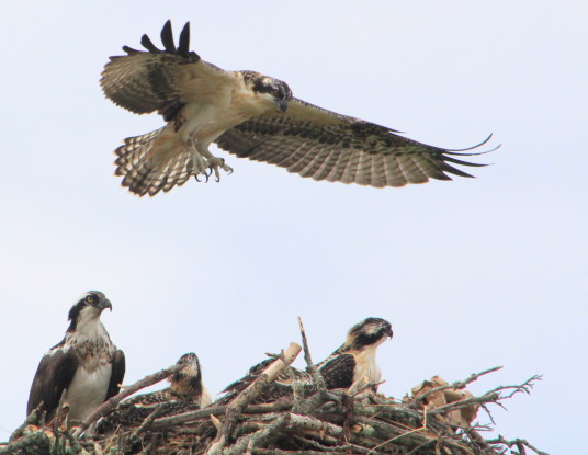 Drama at the Osprey nest.