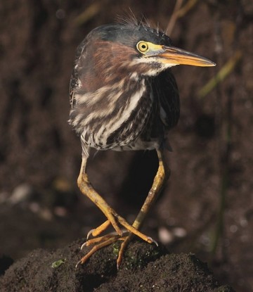 Green heron by Sean McMahon