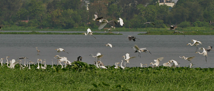 Grey_Herons_(Ardea_cinerea)_with_Great_Egrets_(Casmerodius_albus)-_Resting,_Taking_off_&_Landing_I_IMG_6112