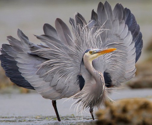 Great blue heron displaying its feathers. Photo credit: Wikipedia