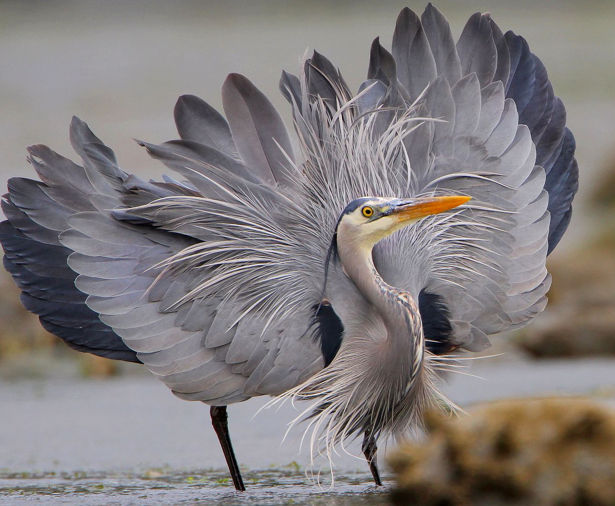 Heron - Wikipedia