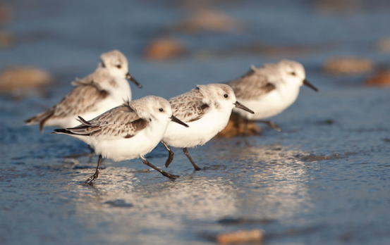 Sanderlings at the water's edge. Photo by Edmund Prescottano