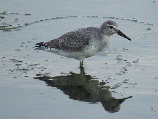 Juvenile red knot. Photo by Stonebird.