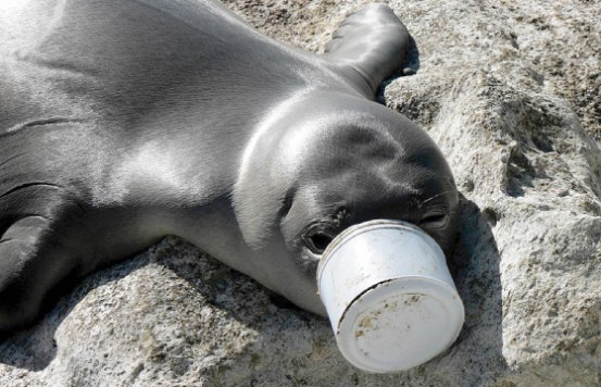 A seal has its snout caught in a plastic container. Photo credit: Ocean Conservancy